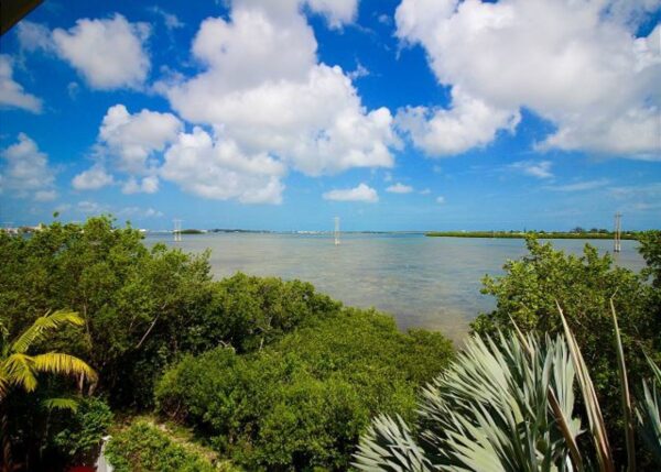 Tropical coastal scene with green mangroves, blue sky, white clouds, and calm shallow water; utility poles rise from the water in the distance.
